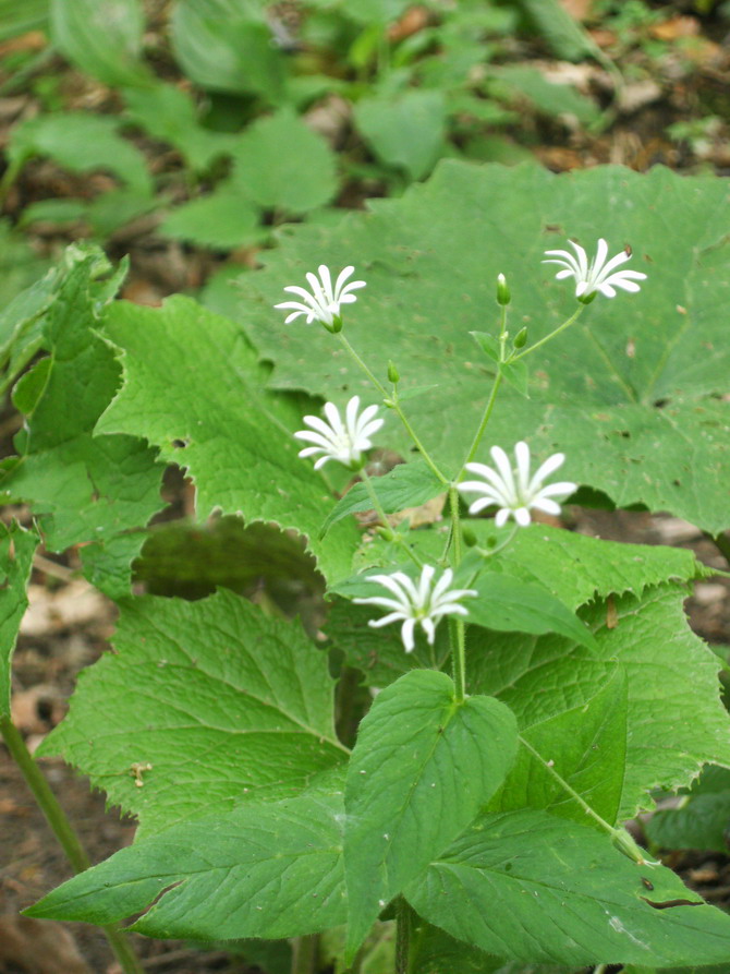 Stellaria nemorum / Centocchio dei boschi
